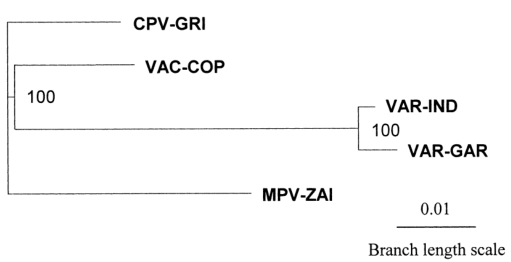 MPV、VAR、CPV、VAC末端可變基因組序列系統(tǒng)發(fā)育樹分析
