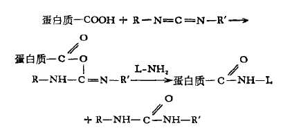 碳二亞胺縮合法